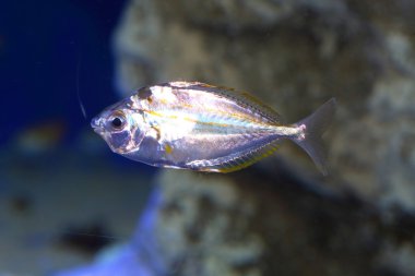 Spotnape ponyfish (Nuchequula nuchalis) Japonya'da