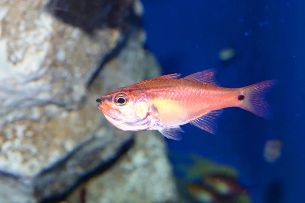 Half-lined kardinal (Apogon semilineatus) i Japan — Stockfoto