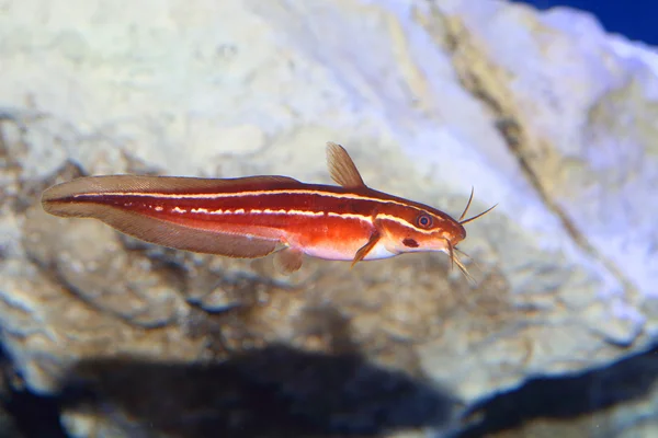 Japanese eel catfish (Plotosus japonicus) di Jepang — Stok Foto