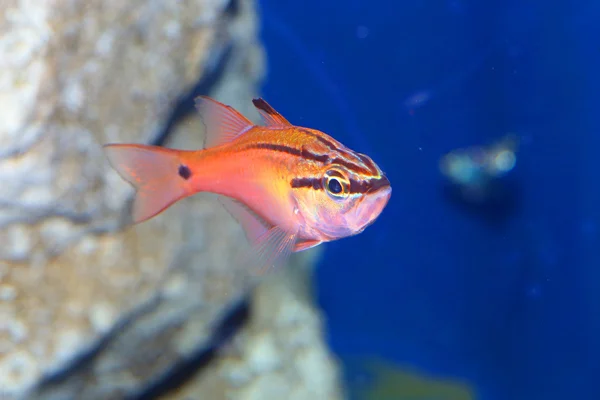 Japonya'da Half-lined Kardinal (Apogon semilineatus) — Stok fotoğraf