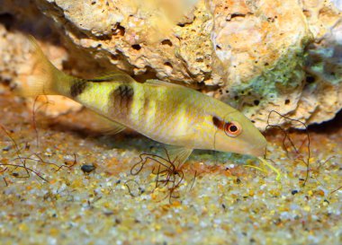 Manybar goatfish (Parupeneus multifasciatus) in Japan