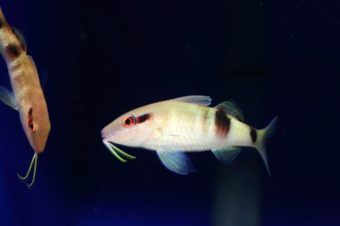 Manybar goatfish (Parupeneus multifasciatus) in Japan clipart