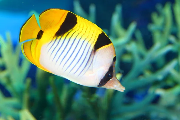 ปลาผีเสื้อ Vagabond (Chaetodon vagabundus) ในญี่ปุ่น — ภาพถ่ายสต็อก