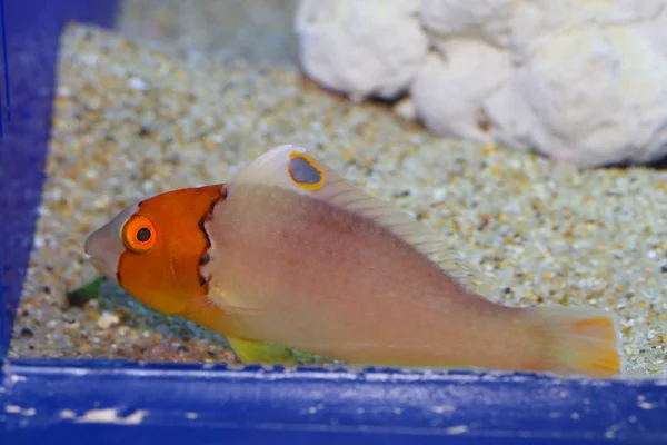 Bicolor Parrotfish (Cetoscarus ocellatus) in Japan — Stockfoto