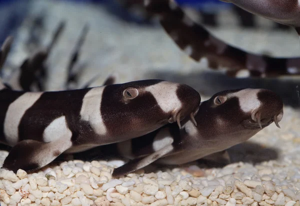 Japonya 'da kahverengi bantlı bambu köpekbalığı (Chiloscyllium punctatum)