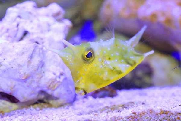 Longhorn cowfish — Stockfoto