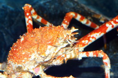 Japanese spider crab (Macrocheira kaempferi) in Japan clipart