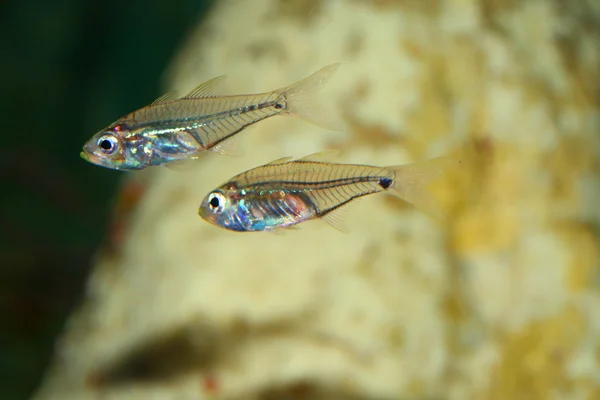 Cardinalfish luminoso (Rhabdamia gracilis) no Japão — Fotografia de Stock