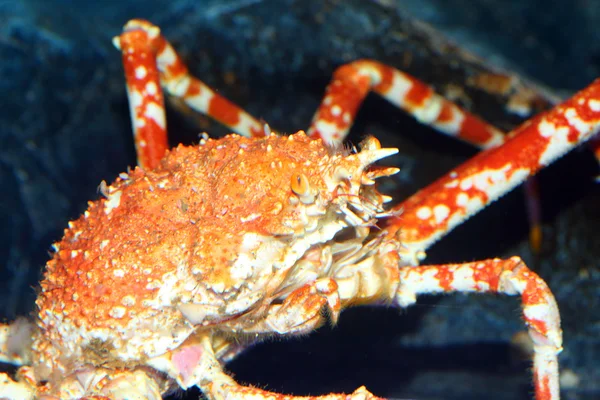 Crabe araignée (Macrocheira kaempferi) au Japon — Photo