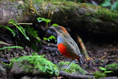 Bıyıklı Pide (Erythropitta kochi) Luzon, Filipinler