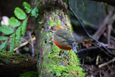 Bıyıklı Pide (Erythropitta kochi) Luzon, Filipinler