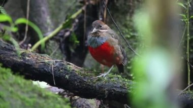 Bıyıklı Pide (Erythropitta kochi) Luzon, Filipinler