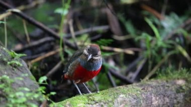 Bıyıklı Pide (Erythropitta kochi) Luzon, Filipinler