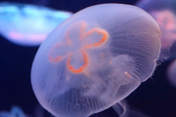 Księżyc galaretki (Aurelia aurita) w Japonii — Zdjęcie stockowe