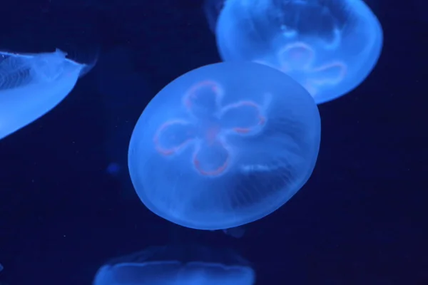 Moon Jelly (Aurelia aurita) di Jepang — Stok Foto