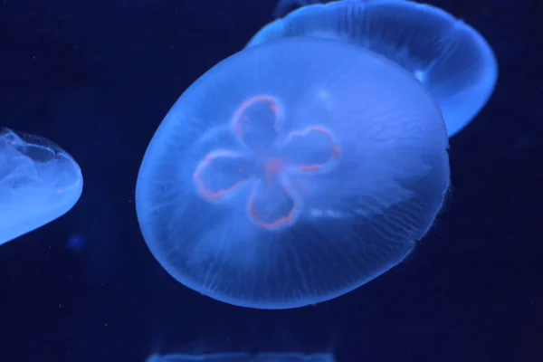 Gelatina di Luna (Aurelia aurita) in Giappone — Foto Stock