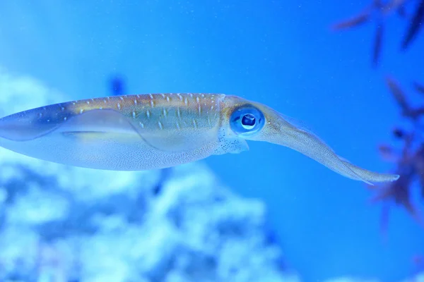 Spear squid (Heterololigo bleekeri) in Japan — Stock Photo, Image