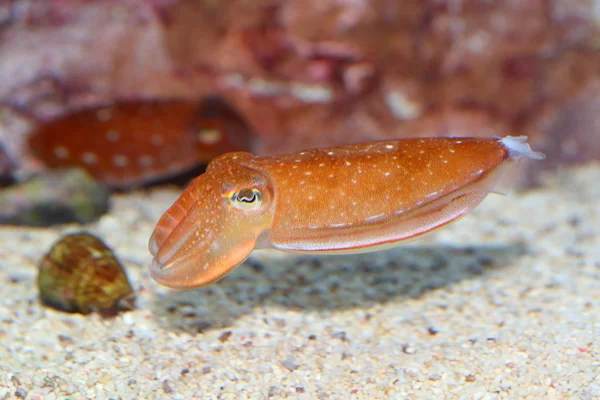 Costeletas-de-kobi (Sepia kobiensis) no Japão — Fotografia de Stock