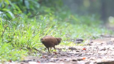 Sri lanka ya da sri Lanka Seylan junglefowl (gallus lafayetii)