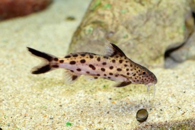 Guguklu yayın balığı (Synodontis multipunctatus)