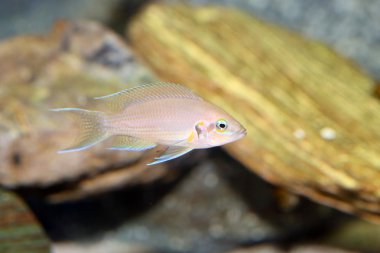 Prenses cichlid (Neolamprologus brichardi )