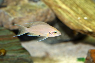 Prenses cichlid (Neolamprologus brichardi )