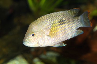 Şeritli Çiklit (Heros severus)