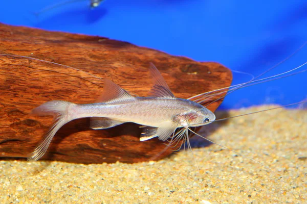 Bllackhand Paradiesfisch (polynemus melanochir)) — Stockfoto