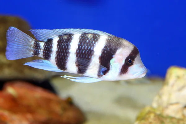 Buckelbuntbarsch (cyphotilapia frontosa)) — Stockfoto