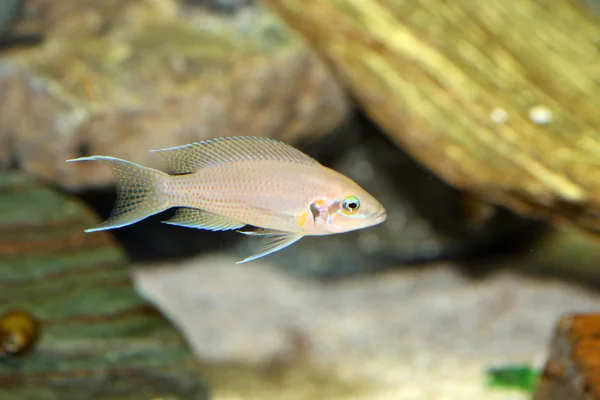 Princesa cíclida (Neolamprologus brichardi  ) —  Fotos de Stock