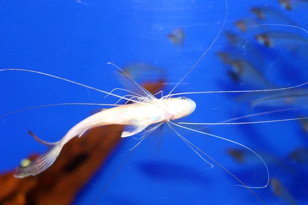 Bllackhand Paradise Fish (Polynemus melanochir) — Stock Photo, Image