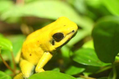 Altın zehirli Kurbağa (Phyllobates terribilis)