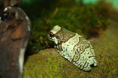 Amazon süt Kurbağa (phrynohyas resinifictrix)