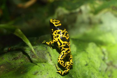 Sarı bantlı zehirli ok kurbağası (dendrobates leucomelas)
