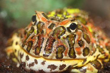 Arjantinli boynuzlu Kurbağa (ceratophrys ornata)