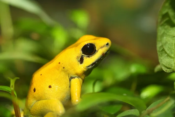 Liściołaz żółty (Phyllobates terribilis) — Zdjęcie stockowe