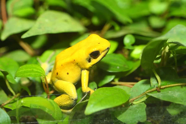 Golden poison frog (Phyllobates terribilis) — Stock Photo, Image