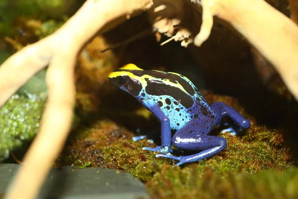 Tingimento de sapo de dardo venenoso (Dendrobates tinctorius ) — Fotografia de Stock