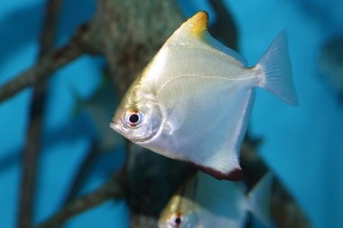 Moony (Monodactylus argenteus) Japonya'da gümüş