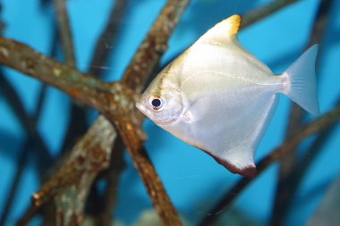 Moony (Monodactylus argenteus) Japonya'da gümüş