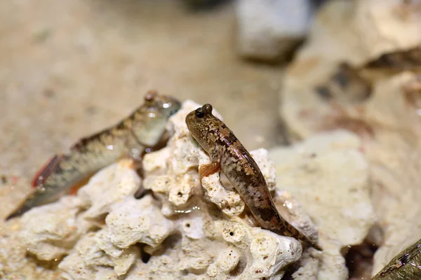 禁止弹涂鱼 （periophthalmus argentilineatus） 在西表岛，日本 — 图库照片