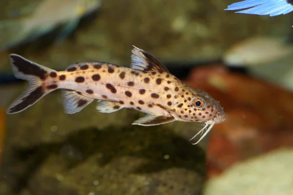 Cuckoo catfish (Synodontis multipunctatus) in Lake Tanganyika — Stock Photo, Image