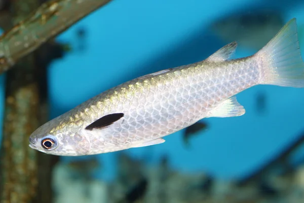 Rouget à queue carrée (Ellochelon vaigiensis) au Japon — Photo