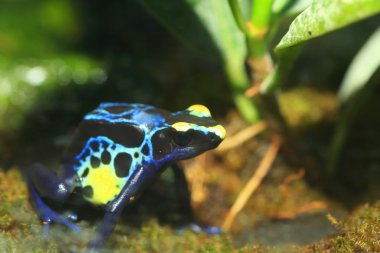 zehirli ok kurbağası (dendrobates tinctorius boyama)