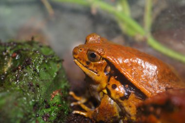 Yanlış domates Kurbağa (Dyscophus guineti)