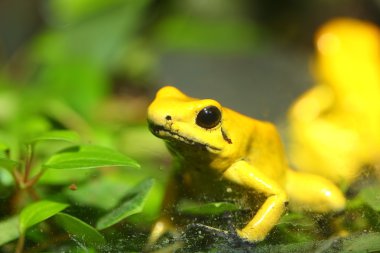 Altın zehirli kurbağa phyllobates terribilis