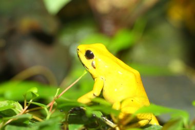 Altın zehirli kurbağa phyllobates terribilis