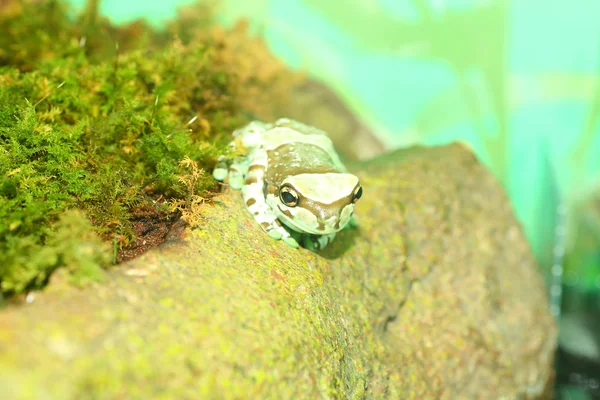 Amazon milk frog Phrynohyas resinifictrix — Stock Photo, Image