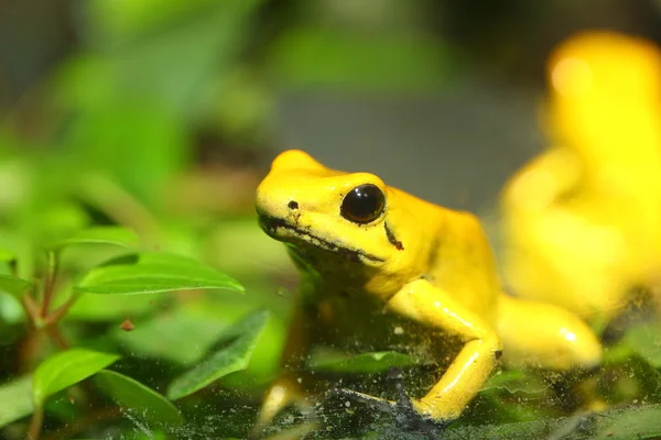 Sapo venenoso dourado Phyllobates terribilis — Fotografia de Stock