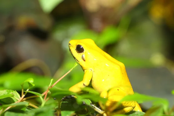 Liściołaz żółty phyllobates terribilis — Zdjęcie stockowe